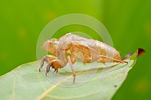 Cicada exoskeleton