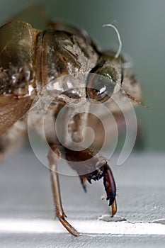 Cicada exoskeleton photo