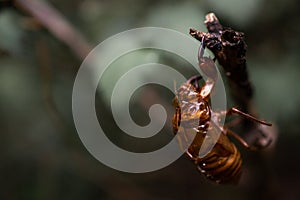 Cicada exoskeleton attached to a branch