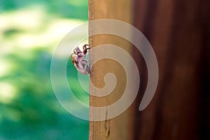 A cicada exoskeleton attached to a wooden post photo
