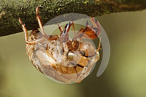Cicada Exoskeleton photo