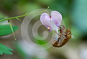 Cicada Exoskeleton Clings to Heart
