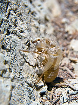 Cicada exoskeleton closeup