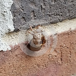 Cicada Exoskeleton shed on a Wall