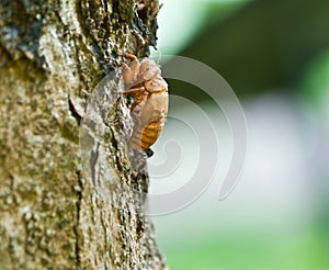 Cicada Exoskeleton Skin Nicaragua