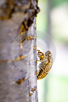 Cicada exoskeleton on a tree.