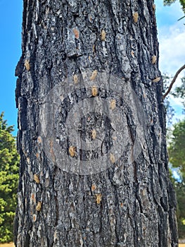 Cicada exoskeletons on the bark of a pine tree, left after molting