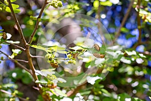 Cicada exoskeletons covering the branches of a tree