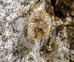 Cicada exuvia