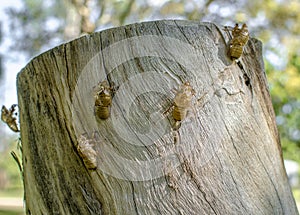 Cicada exuvia on a tree stump