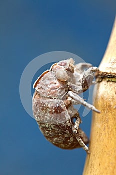 Cicada exuviae