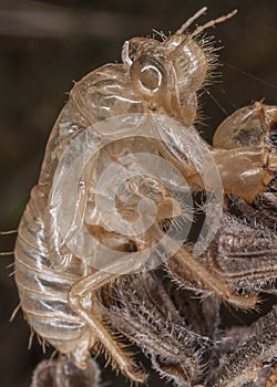 Cicada exuviae