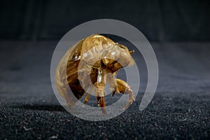 Cicada Exuviae
