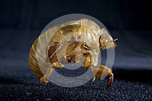 Cicada Exuviae 2