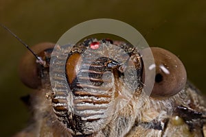 Cicada face shot