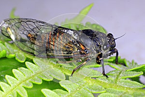 Cicada On A Farn Leaf