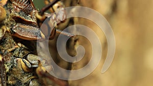 Cicada Feeding tree (close up)
