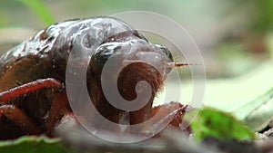 cicada in the floor still