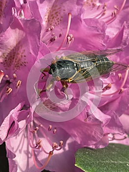 Cicada on Flower