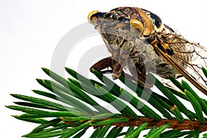 The cicada fly sits on a green coniferous branch.