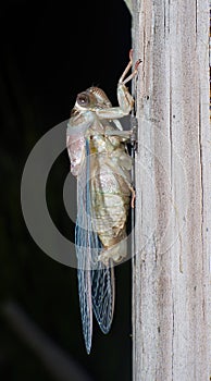 Cicada freshly emerged from exoskeleton