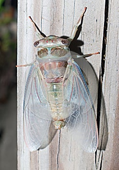 Cicada freshly emerged from exoskeleton