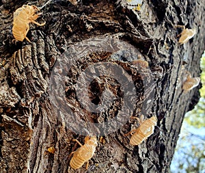 Cicada ghosts haunt a tree trunk in park in Nicosia Cyprus