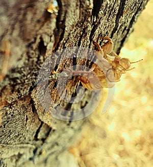 Cicada ghosts haunt a tree trunk in park in Nicosia Cyprus