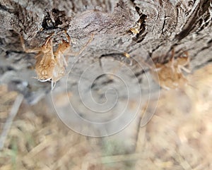 Cicada ghosts haunt a tree trunk in park in Nicosia Cyprus