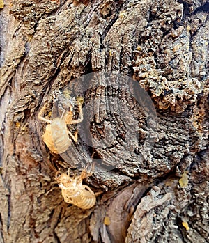 Cicada ghosts haunt a tree trunk in park in Nicosia Cyprus