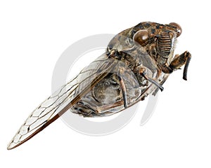 Cicada, Giant cicada isolated on white background