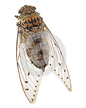 Cicada, Giant cicada isolated on white background