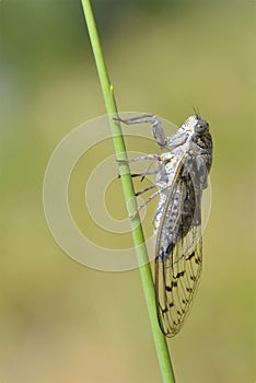 Cicada on grass seen from profile