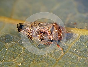 Cicada on green leaf