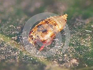 Cicada on green leaf