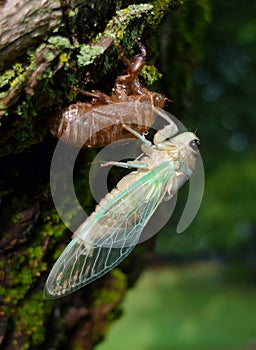 Cicada with green wings