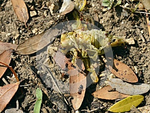 Cicada on the ground attacked by ants