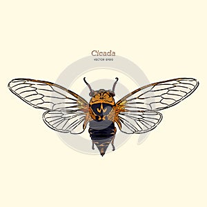 Cicada, hand draw vector.