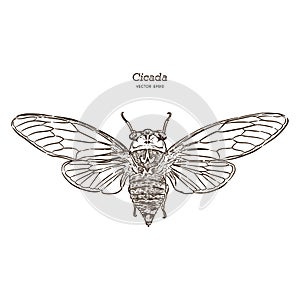 Cicada, hand draw sketch vector