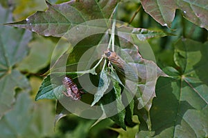 Cicada hatched from the cocoon.