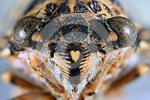 Cicada Head Close Up