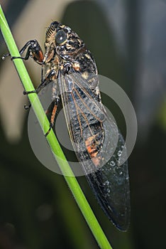 Cicada (Hemiptera: Cicadidae) on leaf. photo