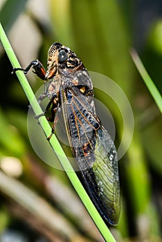 Cicada (Hemiptera: Cicadidae) on leaf.