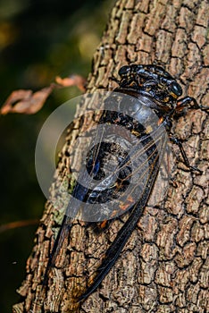 Cicada (Hemiptera: Cicadidae) on leaf. photo