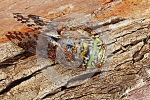 Cicada hiding on rough textured tree bark