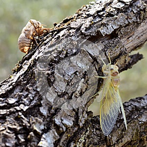 Cicada and his exuvia