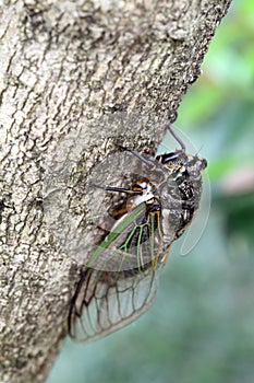Cicada holding on a tree