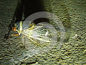 Cicada illuminated on cement at night - Tucson, Arizona