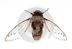 Cicada insect.