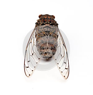 Cicada insect.